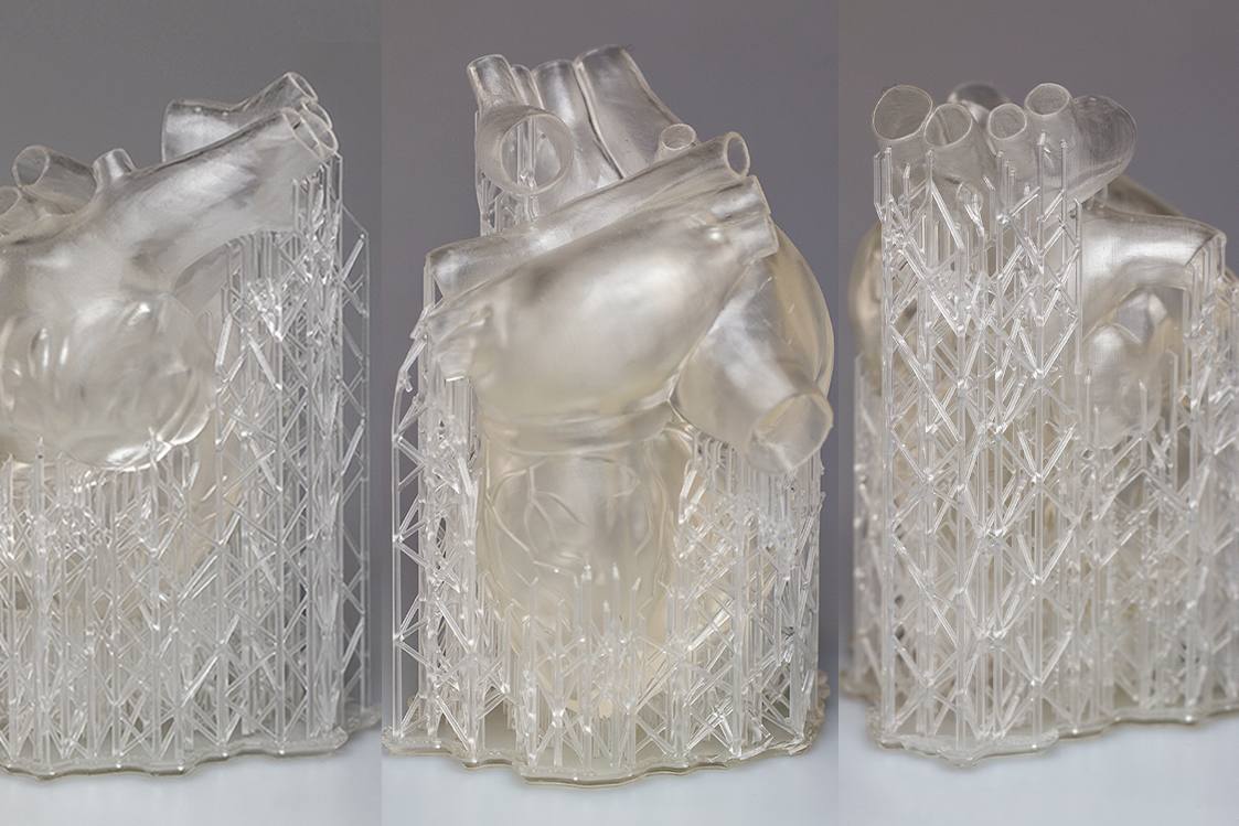 Сердечная мышца напечатанная на Formlabs Form 3 Сердечная мышца напечатанная на Formlabs Form 3
